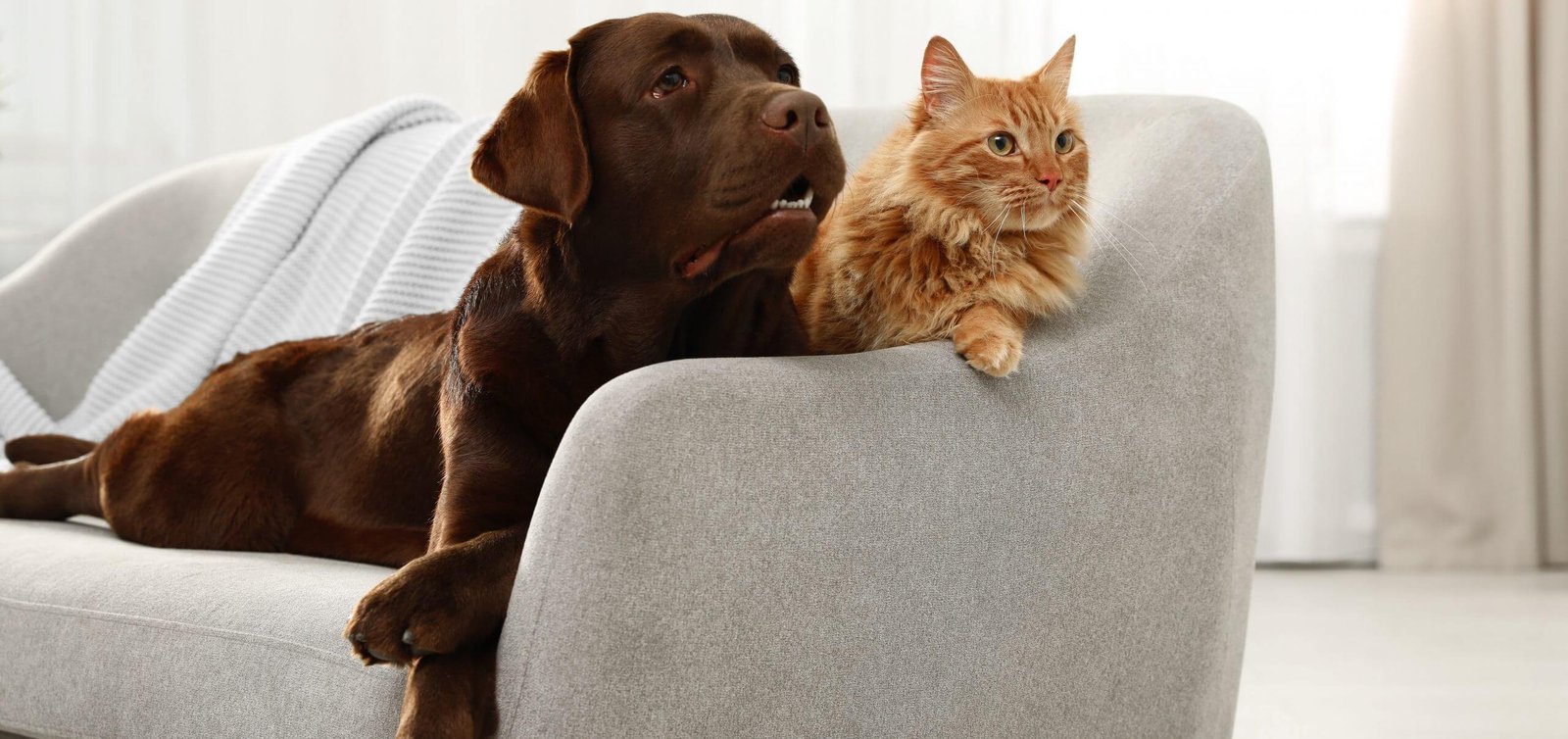 Urine de chat ou de chien sur le canapé en tissu : que faire ?